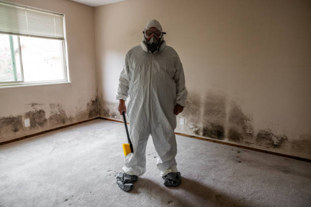 Best Black Mold Remediation in Clemmons, NC